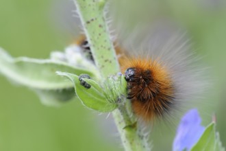 Garden tiger moth (Arctia caja), the caterpillar of the Garden tiger moth, a moth, butterfly of the
