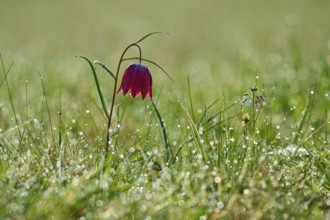 Snake's Head Fritillary or lapwing (Fritillaria meleagris), flower with dew in the dawn light on