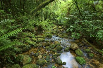 Mossy stream meanders through dense forest, surrounded by lush greenery, Waterfall track, Mclaren