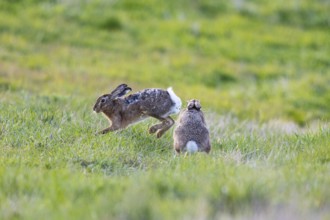 European hare (Lepus europaeus) Mating season Germany
