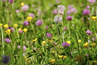 Meadow in spring with clover, May, Germany