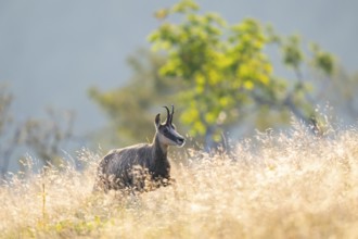 Chamois (Rupicapra rupicapra) on a meadow in the Vosges Mountains, wildlife, France