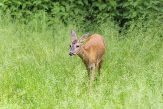 A female roe deer (Capreolus capreolus) crosses a green meadow. Bavaria, Germany