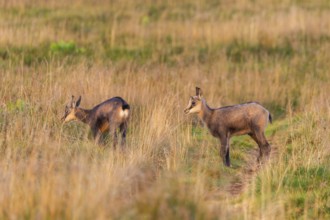 Chamois (Rupicapra rupicapra) youngster on a meadow in the Vosges Mountains, wildlife, France