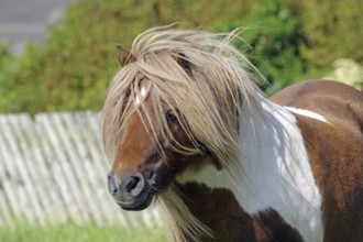 A small brown and white spotted pony with a long mane on a green pasture, Shetland pony, Shetland