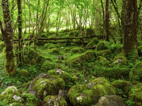 Rocks with moss in the natural forest at Königssee in the Berchtesgaden National Park, Schönau am