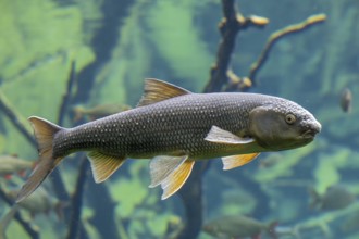 Frauennerfling (Rutilus pigus), with spawning rash, Alpine Zoo, Innsbruck, Tyrol, Austria