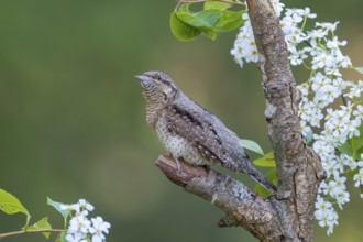 Eurasian wryneck (Jynx torquilia), Limbach, Burgenland, Austria