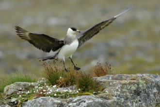 Skua in the grass with open wing, landing. Marine bird Arctic Skua, Stercorarius parasiticus,