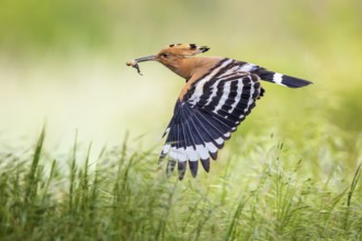 Eurasian Hoopoe (Upupa epops) flying with food in its beak, Saxony-Anhalt, Germany