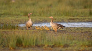 Greylag Goose (Anser anser) pair with chicks, Lower Saxony, Germany