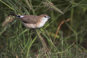 Indian Silverbill (Euodice malabarica), Oman