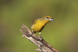 Hepatic Tanager Piranga hepatica Santa Rita Mountains, Santa Cruz County, Arizona, United States 16