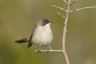 Menetries's Warbler (Sylvia mystacea), Oman