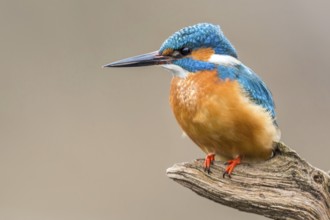 Common Kingfisher (Alcedo atthis) male perched on a branch, Alsace, France
