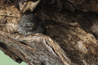 Little Owl (Athene noctua) juveniles perched on a tree trunk, North Rhine-Westphalia, Germany