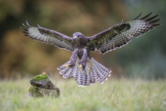 Common Buzzard (Buteo buteo) flying, Lower Saxony, Germany