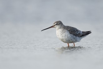 Noch im Schlichtkleid... Dunkler Wasserläufer *Tringa erythropus*