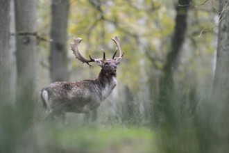 Fallow Deer (Dama dama) male standing in autumn forest, North Rhine-Westphalia, Germany