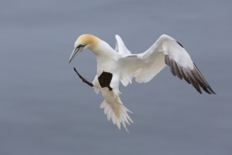 Northern Gannet (Morus bassanus) flying, Schleswig-Holstein, Germany