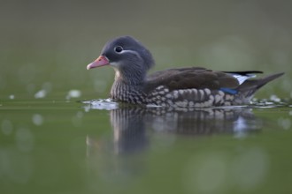 Mandarin Duck (Aix galericulata) female, North Rhine-Westphalia, Germany