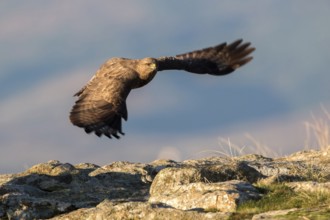 Common Buzzard (Buteo buteo) flying, Madrid, Spain
