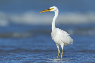 Pacific Reef Heron (Egretta sacra), Northern Territory, Australia