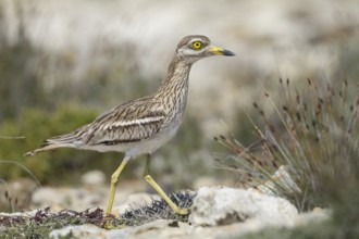 Eurasian Stone-curlew (Burhinus oedicnemus), Cyprus