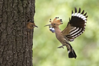 Eurasian Hoopoe (Upupa epops) feeding juvenile in breeding cavity, Saxony, Germany