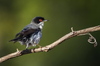 Sardinian Warbler (Sylvia melanocephala) male, Alicante, Spain