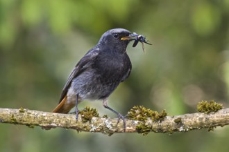 Black Redstart (Phoenicurus ochruros) male with insect prey in beak to feed chicks, Bavaria,