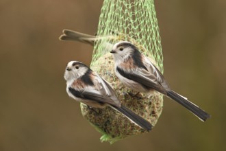 Long-tailed Tit (Aegithalos caudatus), North Rhine-Westphalia, Germany