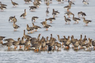 Greater White-fronted Goose & Barnacle Goose (Anser albifrons & Branta leucopsis) group resting in
