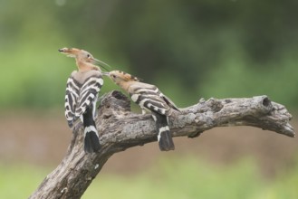 Eurasian Hoopoe (Upupa epops) fighting for perch, Aosta Valley, Italy