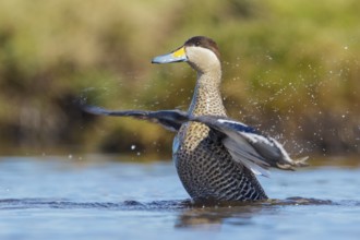 Silver Teal (Anas versicolor) swimming on a small pond in the Falkland Islands