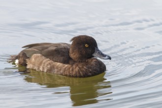 Tufted Duck (Aythya fuligula) female, Castile-La Mancha, Spain