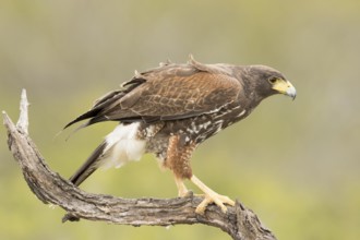 Harris's Hawk (Parabuteo unicinctus) juvenile, Texas, USA