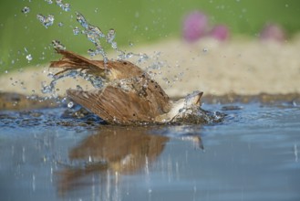 Common Nightingale (Luscinia megarhynchos) bathing in waterhole, Aosta Valley, Italy
