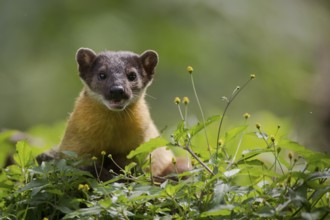 Yellow-throated Marten (Martes flavigula) portrait in blooming forest, Mae Wong National Park,