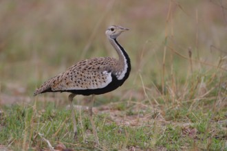 Black-bellied Bustard (Lissotis melanogaster) male, Samburu, Kenya