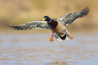 Mallard (Anas platyrhynchos) male flying, British Columbia, Canada