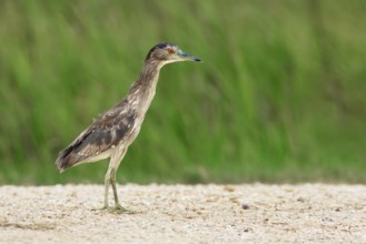 Black-crowned Night Heron (Nycticorax nycticorax) juvenile, Texas, USA