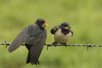 Barn Swallow (Hirundo rustica) juvenile, Lower Saxony, Germany