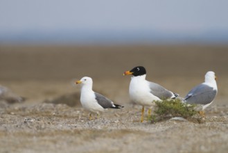 Pallas's Gull (Ichthyaetus ichthyaetus), Oman