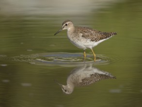 Wood Sandpiper (Tringa glareola), Gambia