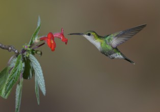 Purple-crowned Woodnymph (Thalurania colombica) at Laguna Lagarto Lodge near Boca Tapada, Costa