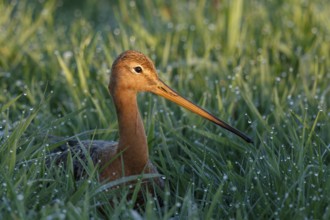Black-tailed Godwit (Limosa limosa), Netherlands