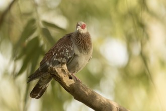 Speckled Pigeon (Columba guinea), Gambia