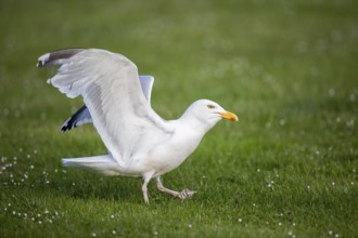 European Herring Gull (Larus argentatus), Scotland, United Kingdom