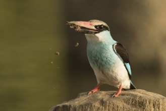 Blue-breasted Kingfisher (Halcyon malimbica), Gambia